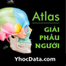 Atlas Giải Phẫu Người Netter